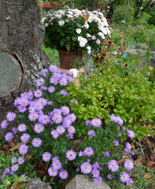  - 2017 - 03 - Toamna