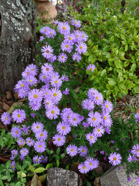  - 2017 - 03 - Toamna