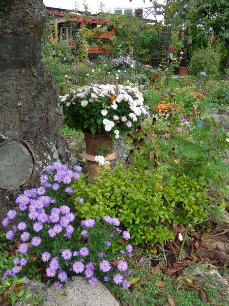  - 2017 - 03 - Toamna