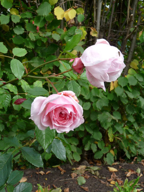  - 2017 - 03 - Toamna