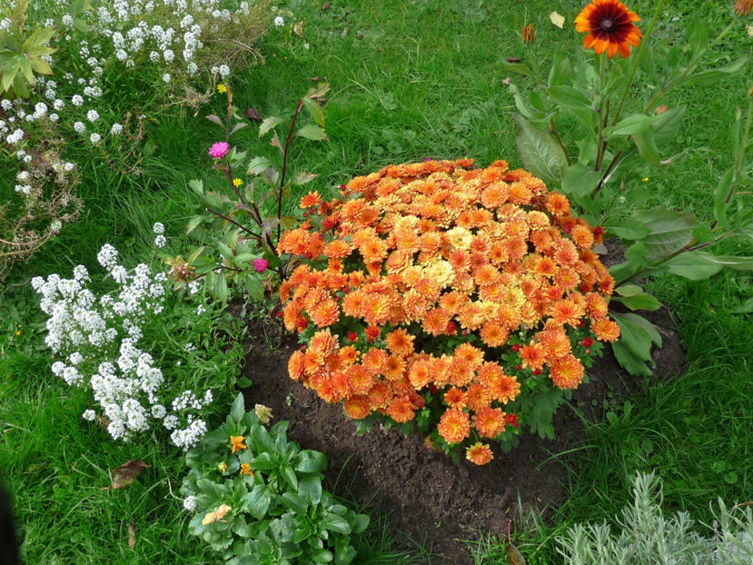  - 2017 - 03 - Toamna