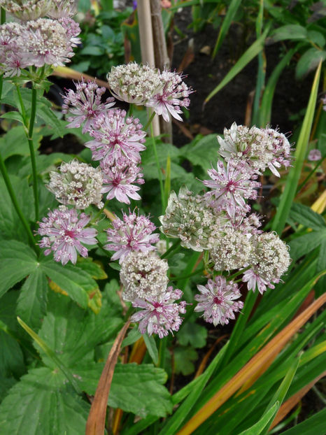  - 2017 - 03 - Toamna