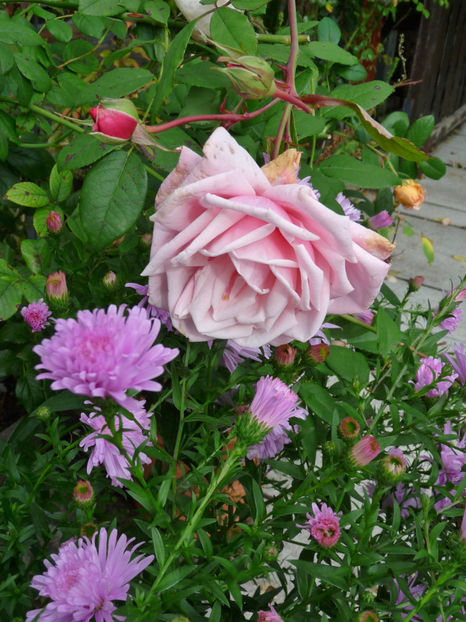  - 2017 - 03 - Toamna