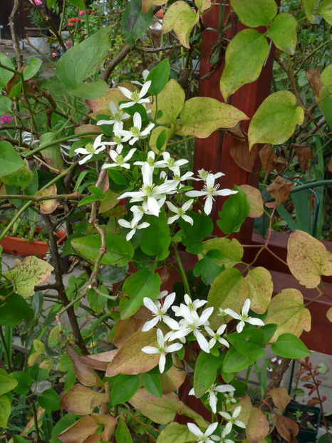  - 2017 - 03 - Toamna