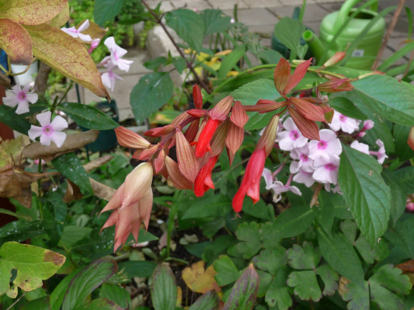  - 2017 - 03 - Toamna