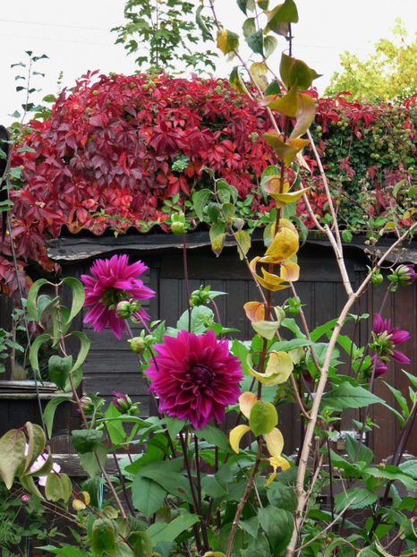  - 2017 - 03 - Toamna