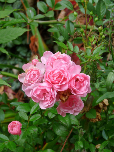  - 2017 - 03 - Toamna