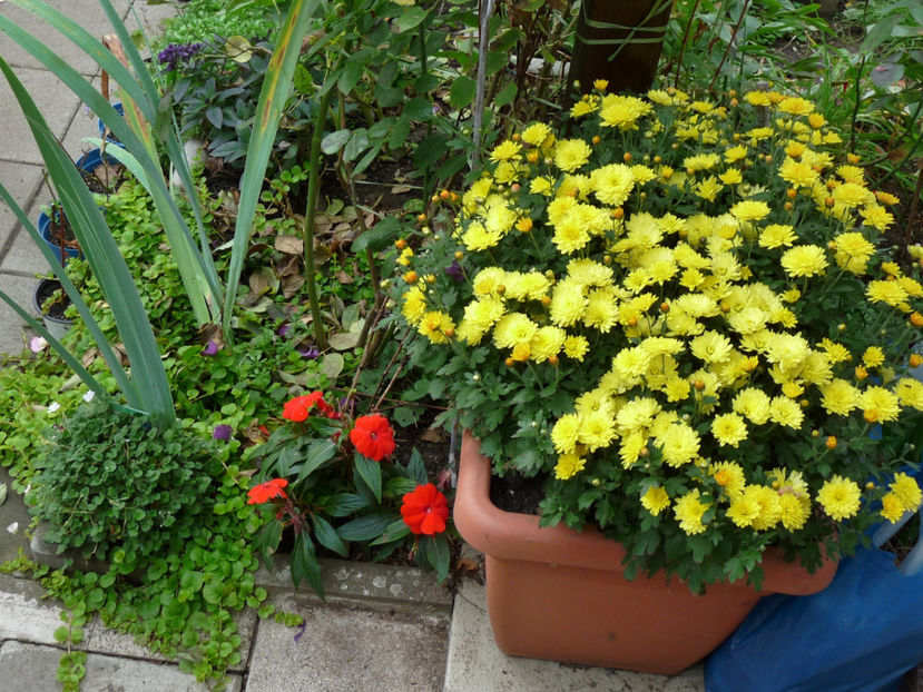  - 2017 - 03 - Toamna