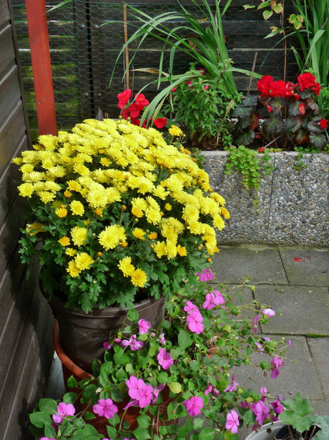  - 2017 - 03 - Toamna