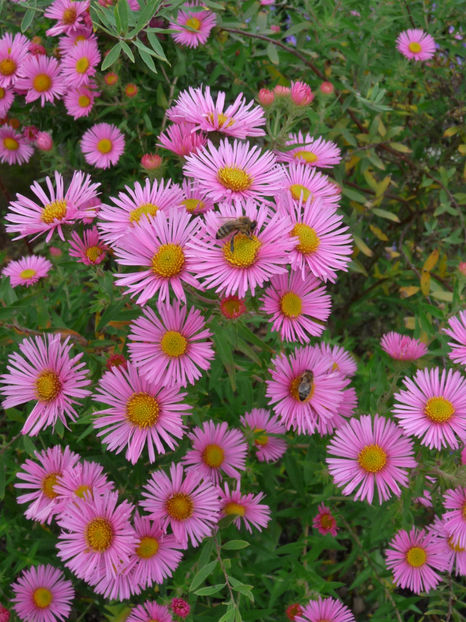  - 2017 - 03 - Toamna