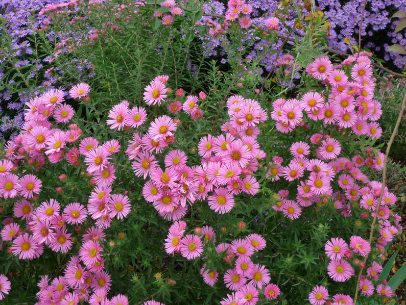  - 2017 - 03 - Toamna