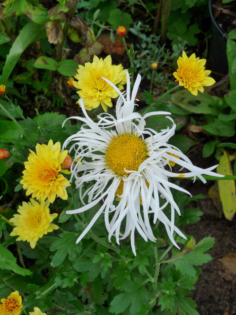  - 2017 - 03 - Toamna