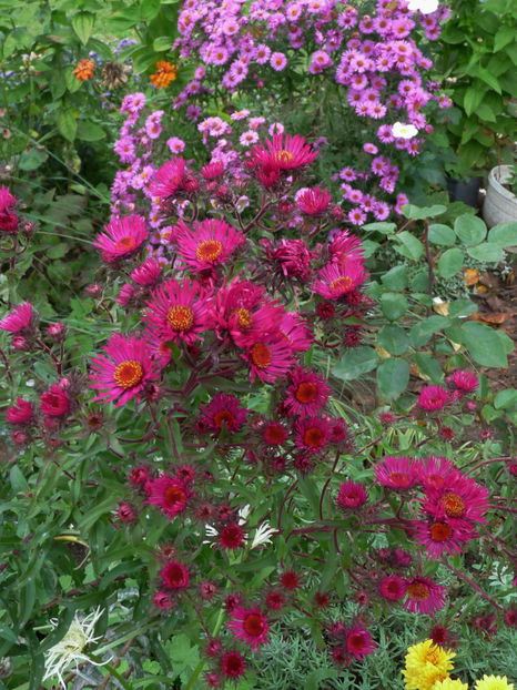  - 2017 - 03 - Toamna