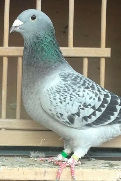 fata 2017 - PENTRU CRESCATORII CARE SE RESPECTA