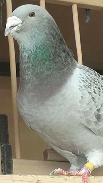 mascul 2016 - PENTRU CRESCATORII CARE SE RESPECTA