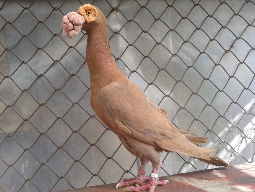 m 2015  vandut - Carieri