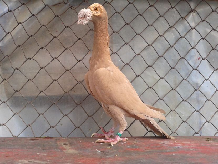 f de vanzare - Carieri