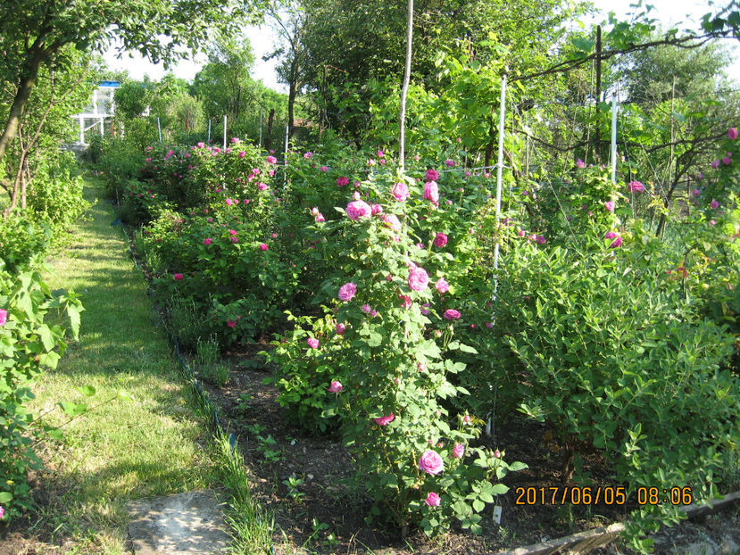 Picture 8051 - Trandafiri de dulceata