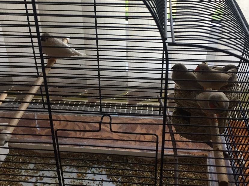 E20CDC4C-4B8C-458A-A5EF-7CB9D5C05F27 - Pui zebre Septembrie 2017