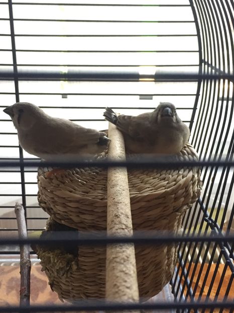 963B4948-922C-40DC-B7F8-927C27F0CAC1 - Pui zebre Septembrie 2017