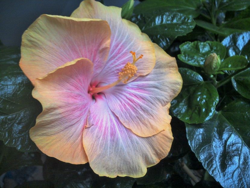  - Tahitian Purple Ripple