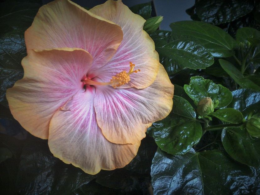  - Tahitian Purple Ripple