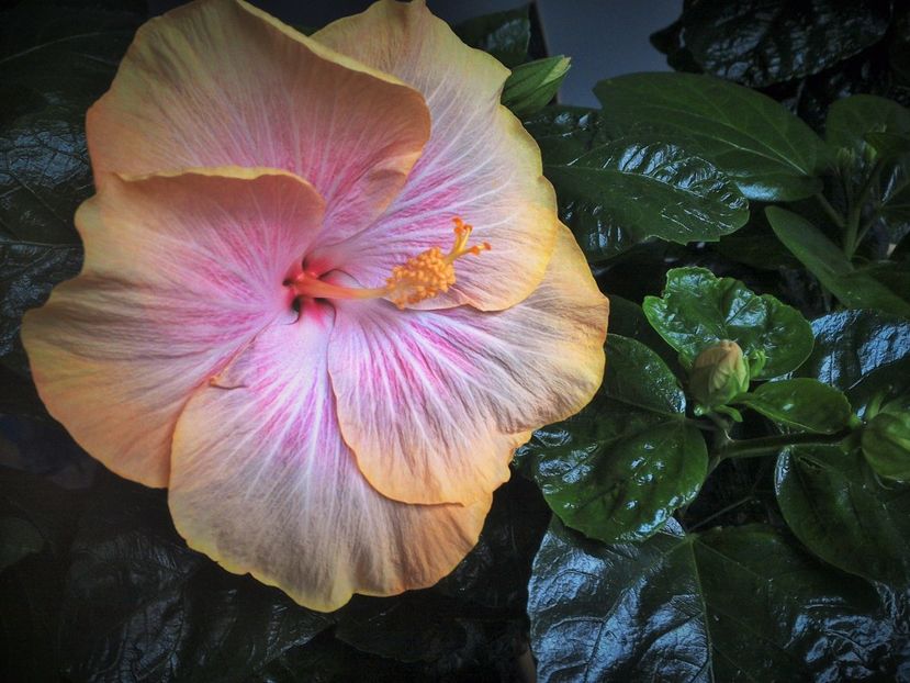  - Tahitian Purple Ripple