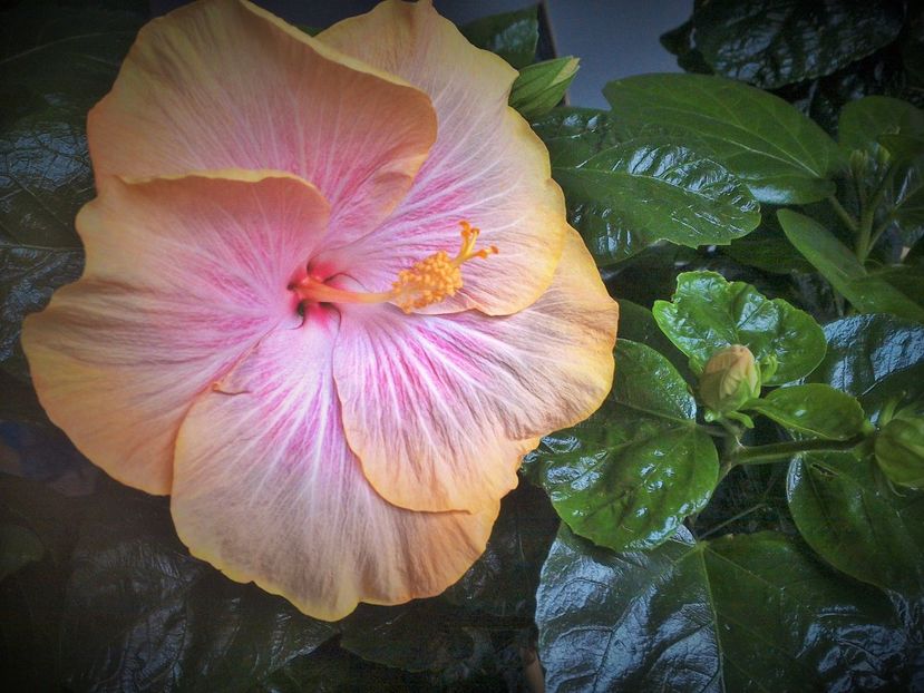  - Tahitian Purple Ripple