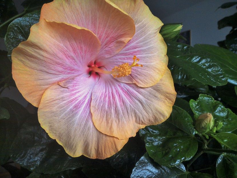  - Tahitian Purple Ripple