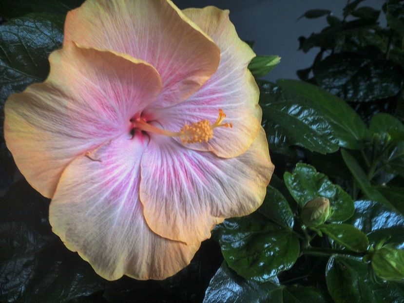  - Tahitian Purple Ripple