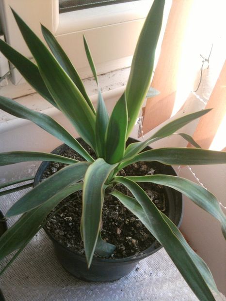 yucca  variegata(de gradina) - VARA- 2017