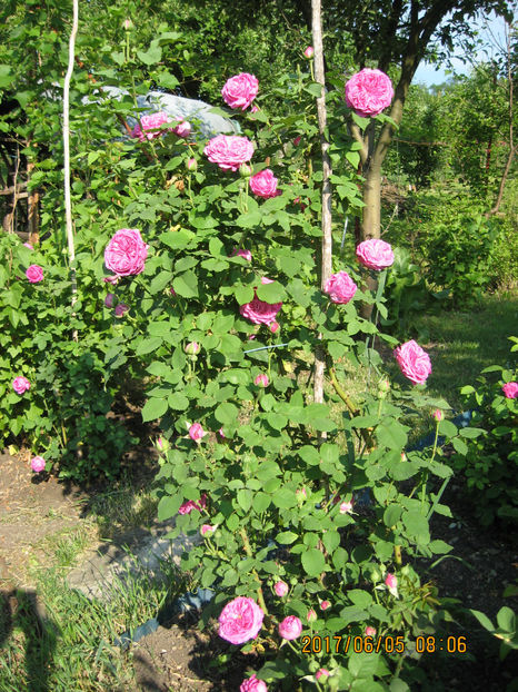 Picture 8052 - Trandafiri de dulceata