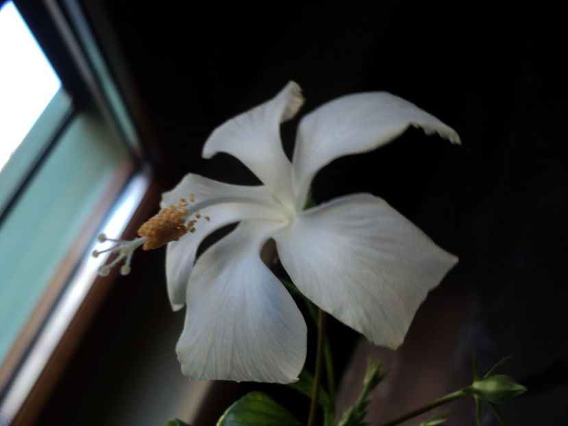 17 oct 2017 , in casa... - Dainty white - Fiji ?