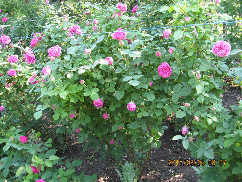 Picture 8056 - Trandafiri de dulceata