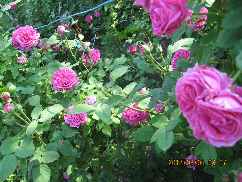 Picture 8057 - Trandafiri de dulceata