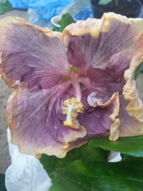 received_1182344288533685 - Hibisiscus Black Metal