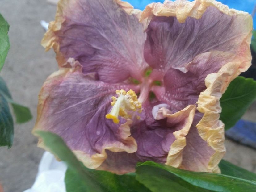  - Hibisiscus Black Metal