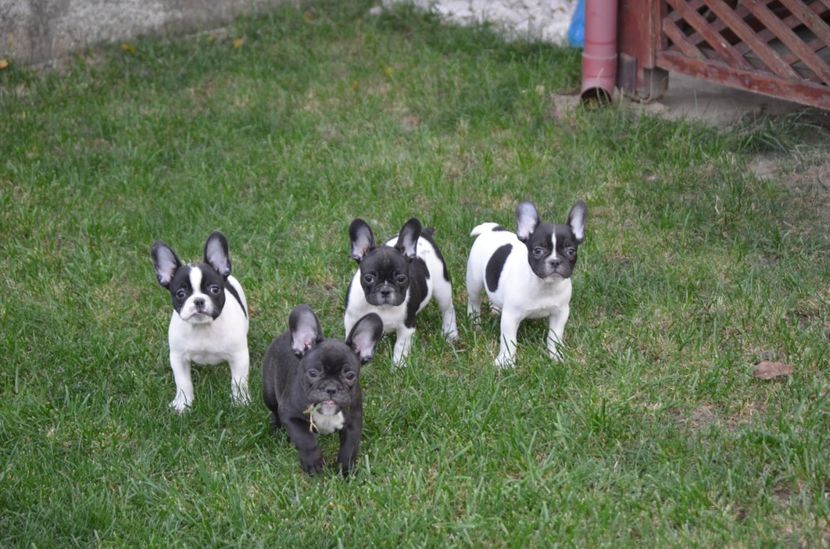  - De Vanzare căței Bulldog Francez