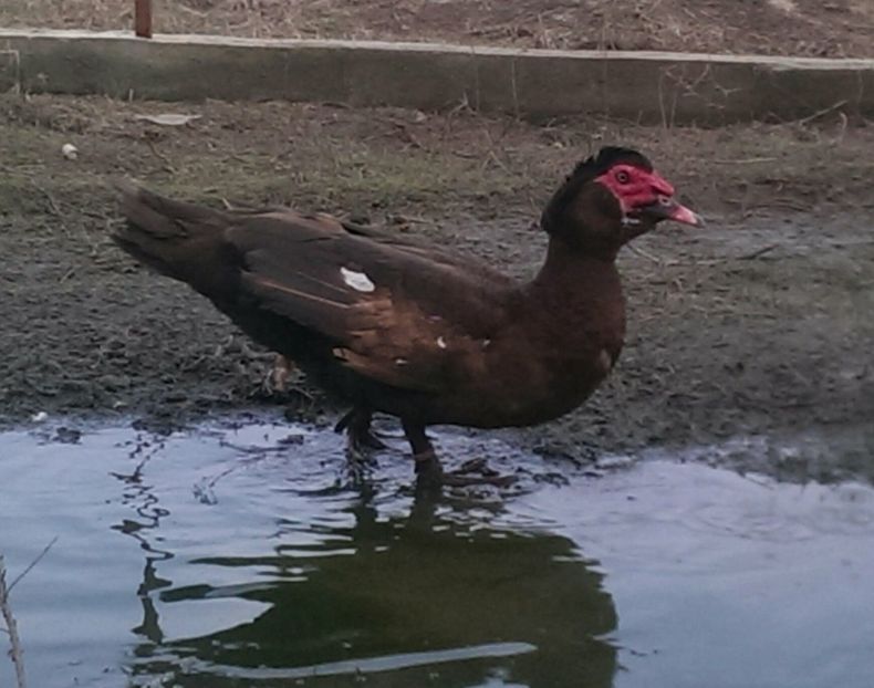 Rudolf - 00001Contact