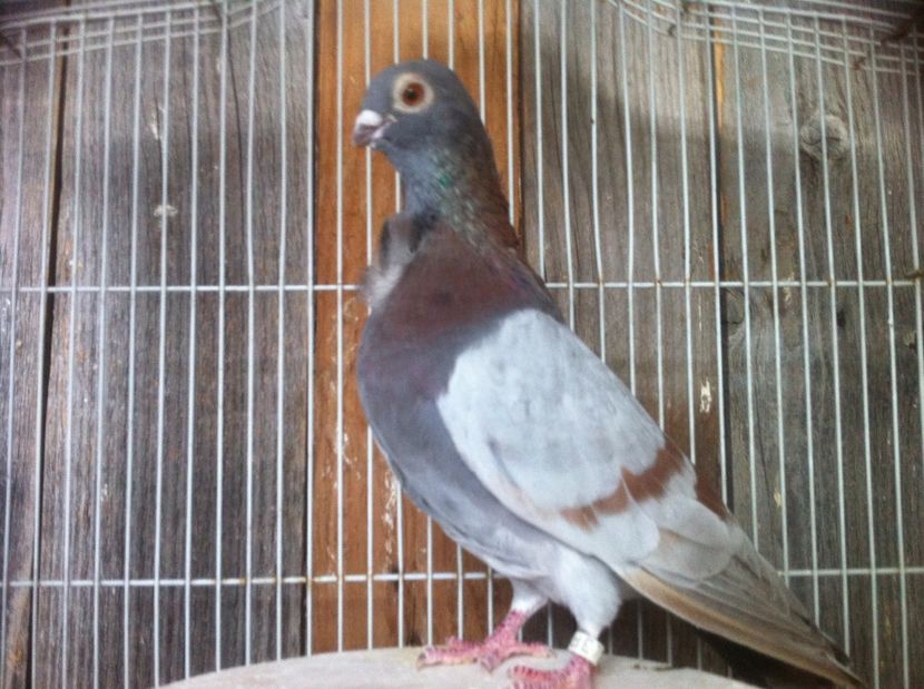 Argintiu - Culori Figurite valenciene