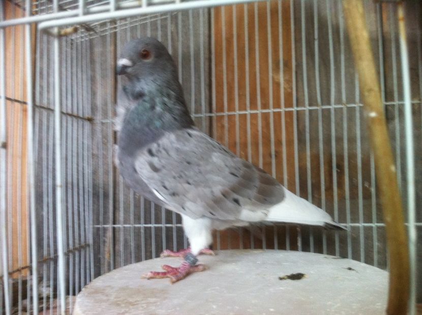 Andaluz - Culori Figurite valenciene