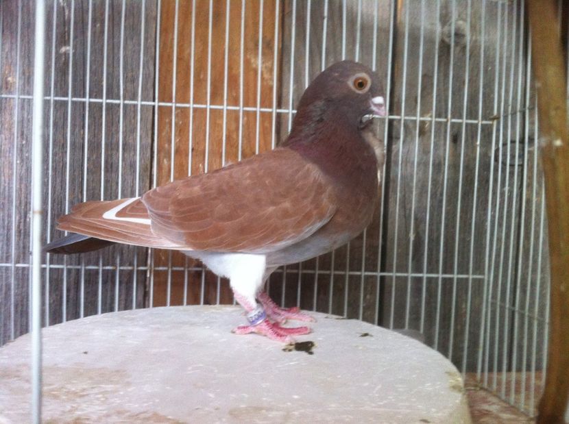 Caramiziu - Culori Figurite valenciene