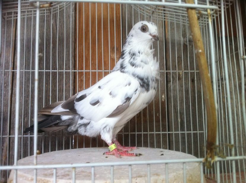 Cuc pe alb - Culori Figurite valenciene