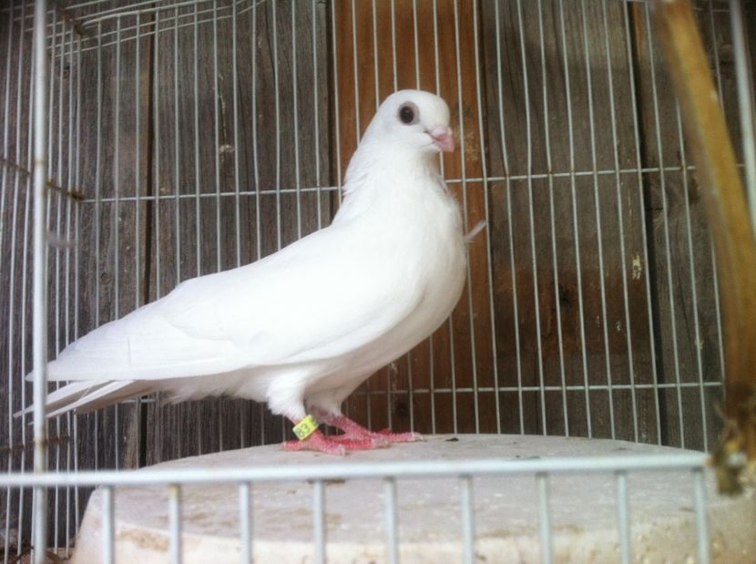 Albă - Culori Figurite valenciene