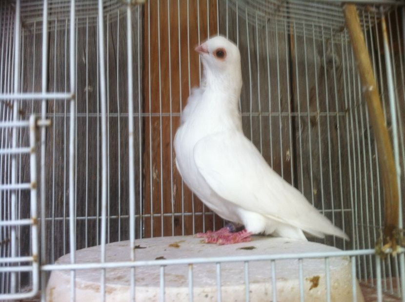 Alb mascul - Culori Figurite valenciene