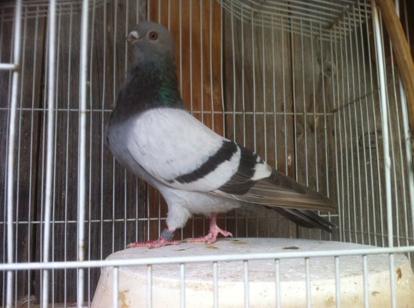 Vanat deschis - Culori Figurite valenciene