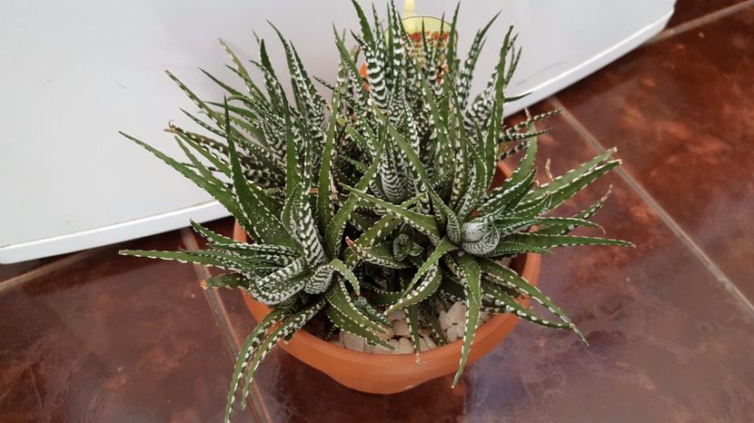  - Haworthia fasciata Big Band N