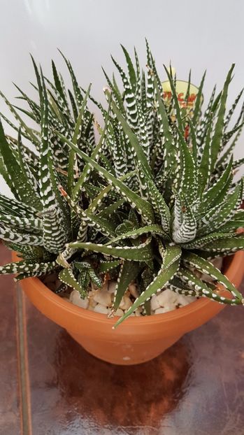  - Haworthia fasciata Big Band N