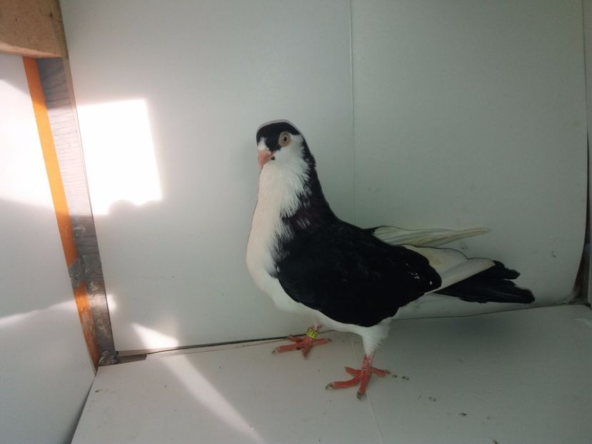 9058  mascul  2017_2 - tineret 2017