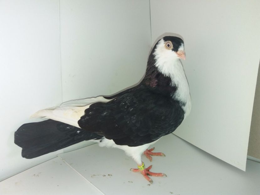 9058  mascul  2017_3 - tineret 2017